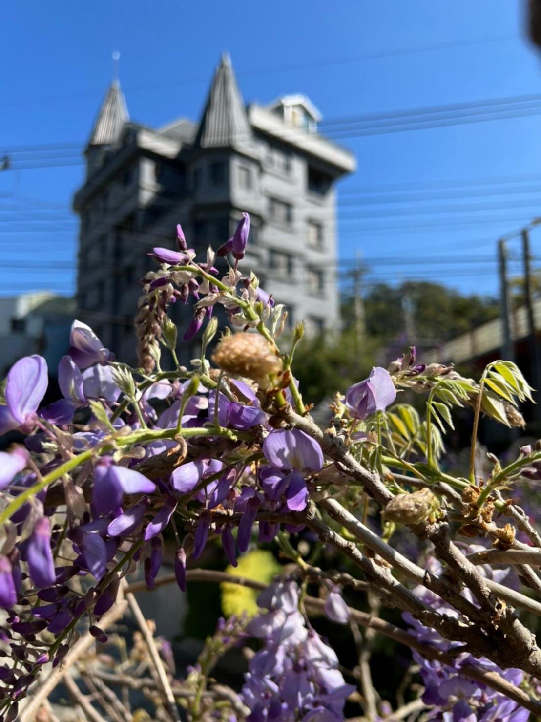 Gaodiyuan Tea B&B 高帝園茶業民宿 Meishan Εξωτερικό φωτογραφία
