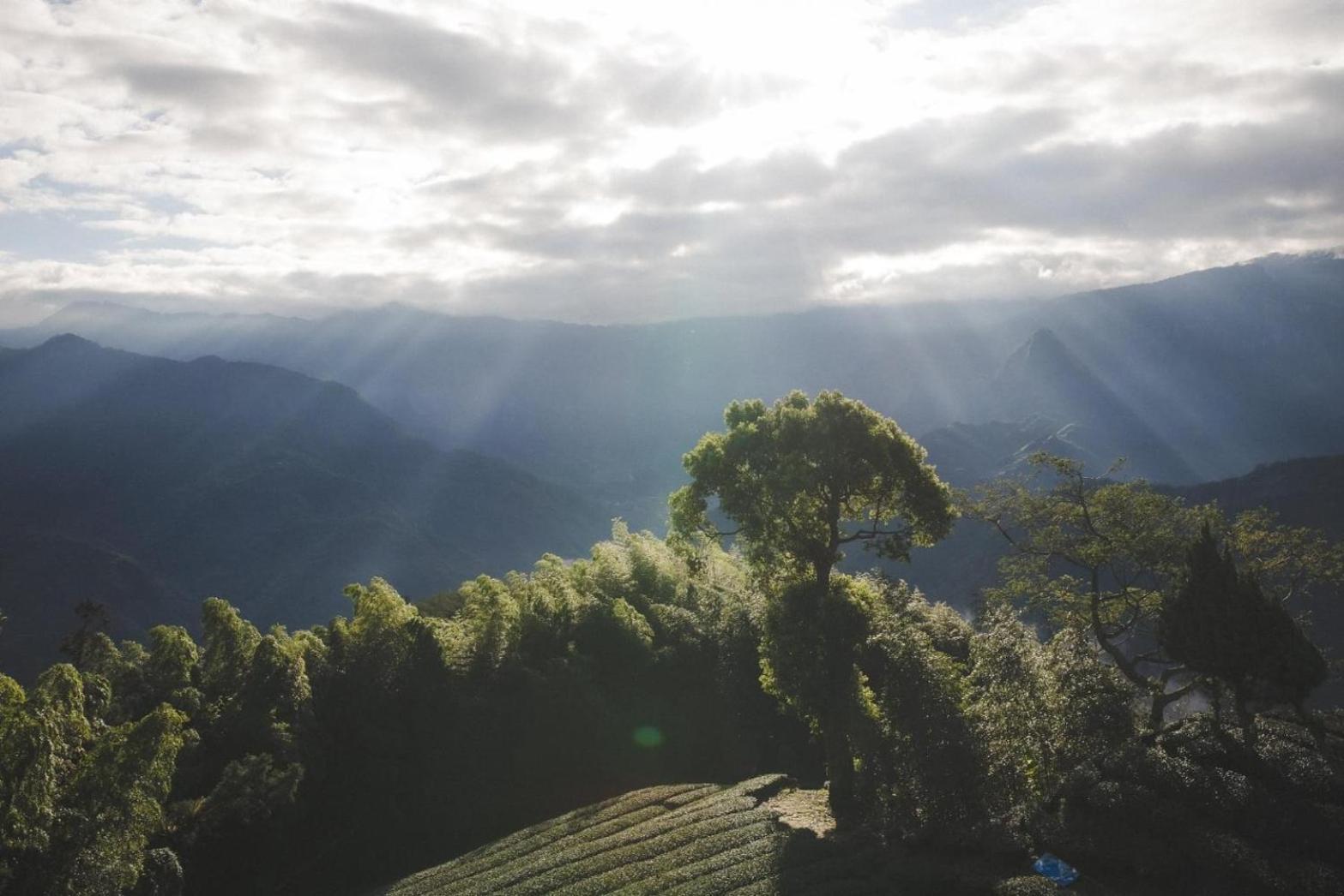 Gaodiyuan Tea B&B 高帝園茶業民宿 Meishan Εξωτερικό φωτογραφία